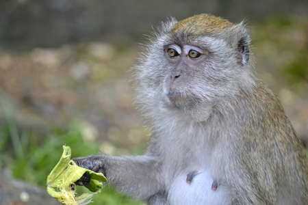 monkey eats in the jungle