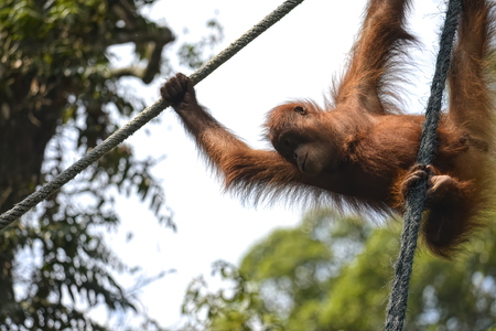 Orangutango, Pongo pygmaeus in the jungle