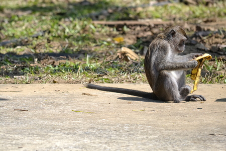 monkey eats in the jungle