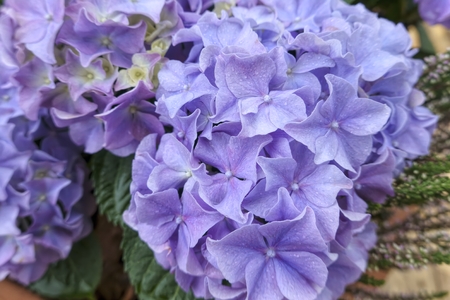 blue hydrangea in bloom