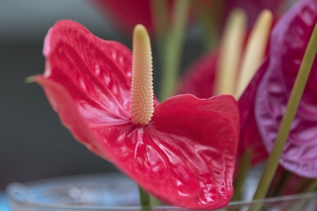 red  anthurium in the vaseの写真素材