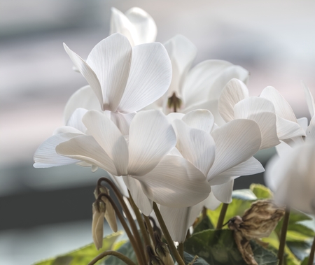 white cyclamen in bloom in springの写真素材