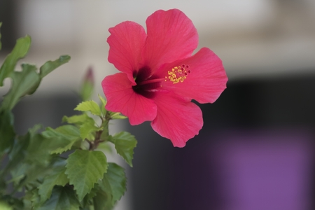 pink hibiscus in bloom in the gardenの写真素材