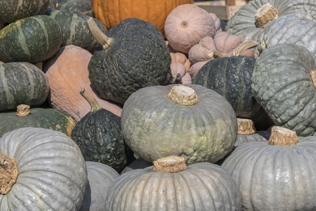 decorative pumpkin in the farm