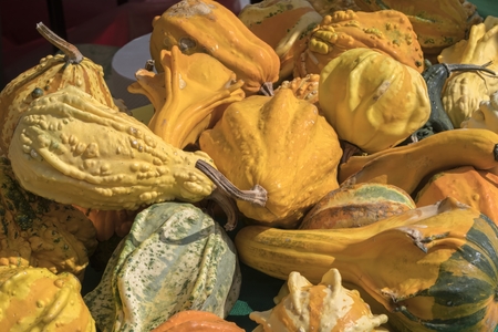 decorative pumpkin in the farmの写真素材