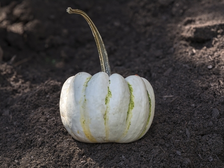 decorative pumpkin in the farmの写真素材