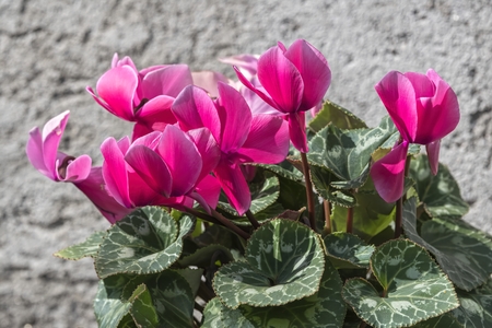 pink cyclamen in bloom in springの写真素材
