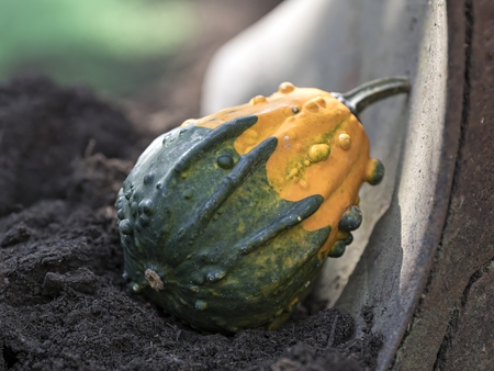 decorative pumpkin in the farmの写真素材