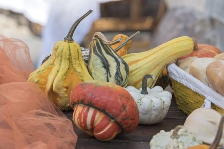 decorative pumpkin in the farmの写真素材