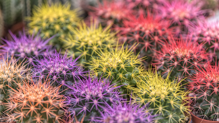 colorful succulent plant in bloom in the vaseの写真素材