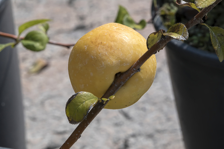 cydonia plant with fruit in the gardenの写真素材