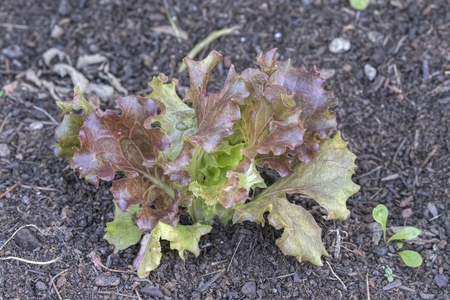 lettuce in the gardenの写真素材