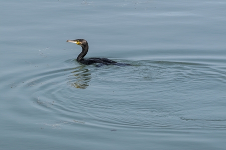 cormorant swimming on lakeの写真素材