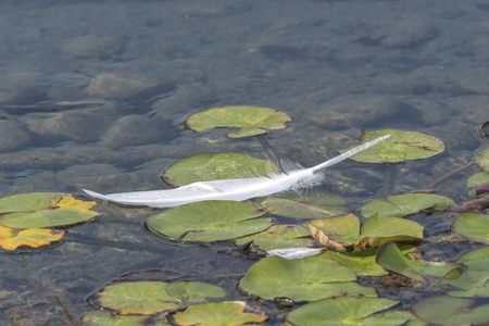 swan feather on waterlily at lakeの写真素材