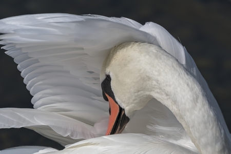 cute swan on beach at lakeの写真素材