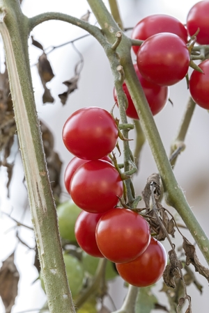 tomato grows in the vegetable gardenの写真素材