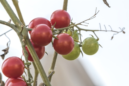 tomato grows in the vegetable gardenの写真素材