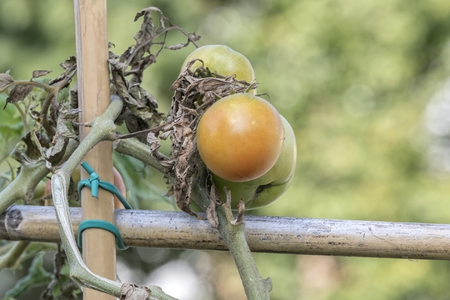 tomato grows in the vegetable gardenの写真素材