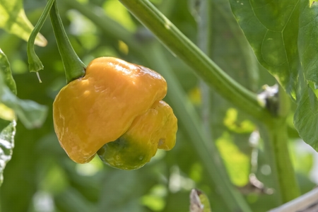 yellow chili pepper for food recipeの写真素材