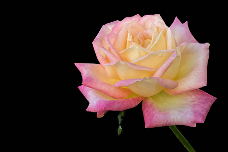 isolated rose on black backgroundの写真素材