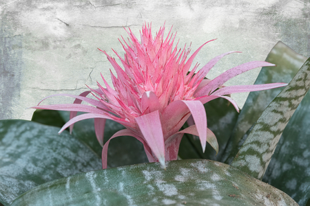 isolated pink aechmea  flower on textured backgroundの写真素材