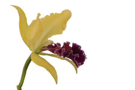 isolated orchid on white backgroundの写真素材