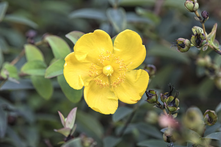 Hypericum calycinum ,Rose Of Sharon in the gardenの写真素材