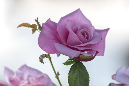 pink rose in the gardenの写真素材