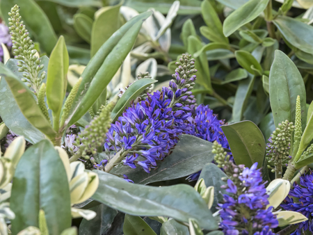 hebe plant in winter