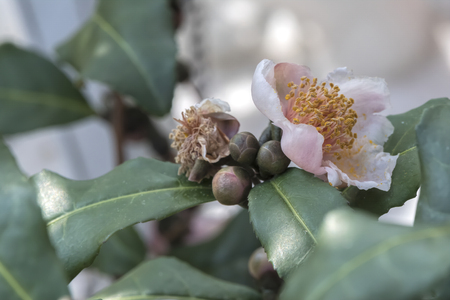 camellia black tea flowerの写真素材
