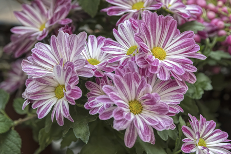 daisy in the gardenの写真素材