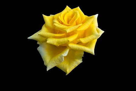 isolated yellow rose for holidays on black backgroundの写真素材