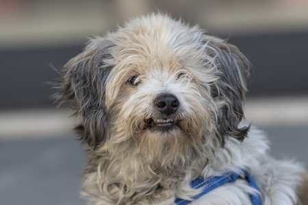 cute dog at parkの写真素材