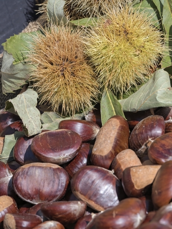fresh chestnuts in autumnの写真素材