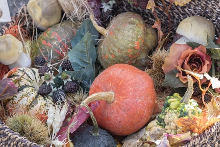 decorative pumpkin in the farmの写真素材