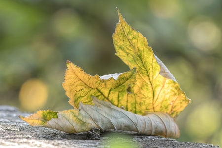 autumn leaf on meadow