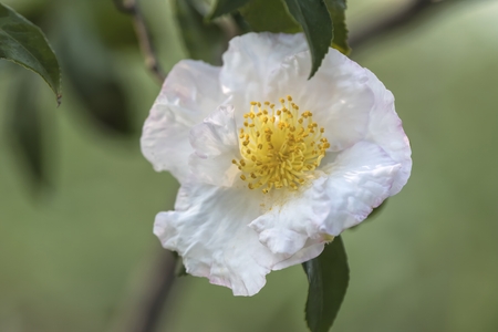 evergreen rose in the gardenの写真素材