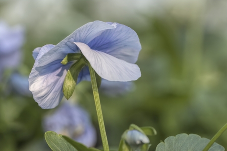 violet in the gardenの写真素材