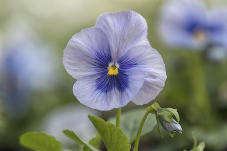 violet in the garden