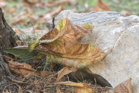 autumn leaf on meadowの写真素材