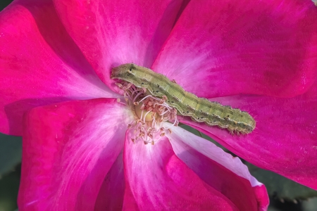 green caterpillar on roseの写真素材