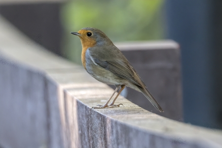 robin bird erithacus rubecula at park