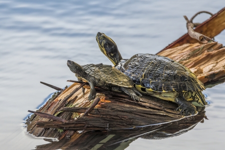 cute turtles rest at sun on pondの写真素材