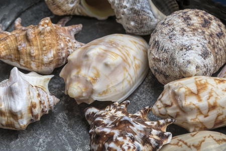 old shell for collection