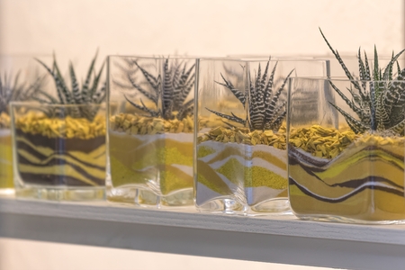 decorative succulents in glasses for gifts