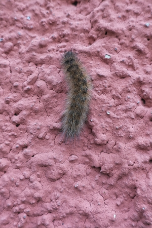 caterpillar walking on wallの写真素材