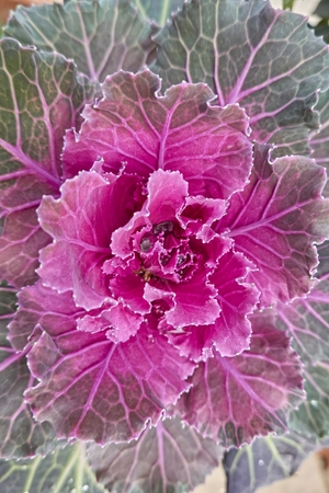 Brassica oleracea plant, ornamental cabbage in the gardenの写真素材