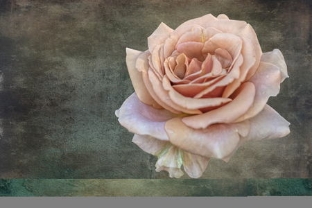rose for holidays on texture backgroundの写真素材