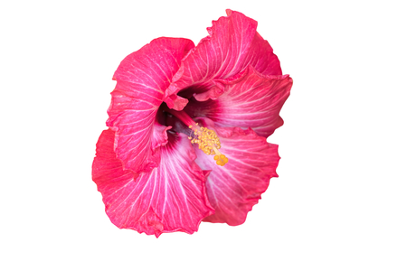 isolated hibiscus in bloom on white backgroundの写真素材