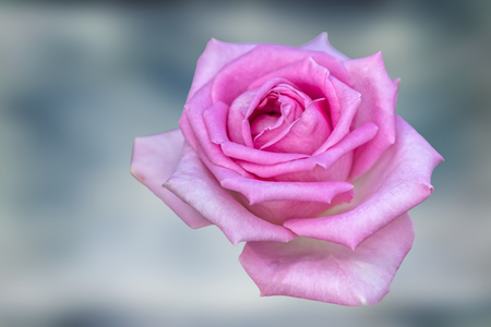 rose for holidays on texture backgroundの写真素材